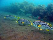 Oriental Sweetlips on USS Liberty